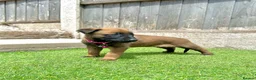 Belgian Shepherd Dog dogs for sale: KC Belgian Malinois Puppys for sale - Advert 12