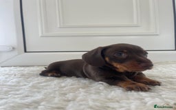 Miniature Dachshund dogs for sale: Miniature dachshund - Image 14