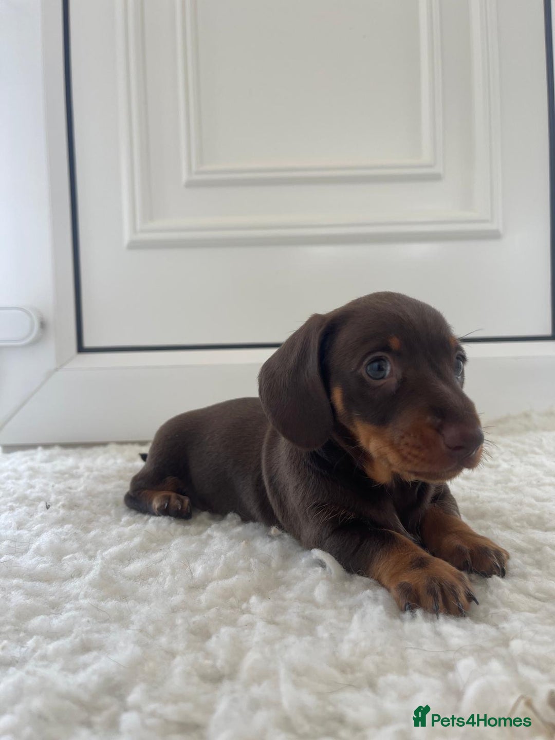 Miniature Dachshund dogs for sale: Miniature dachshund - Image 14