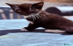 Mixed Breed cats for sale: healthy mixed kittens  - Image 9