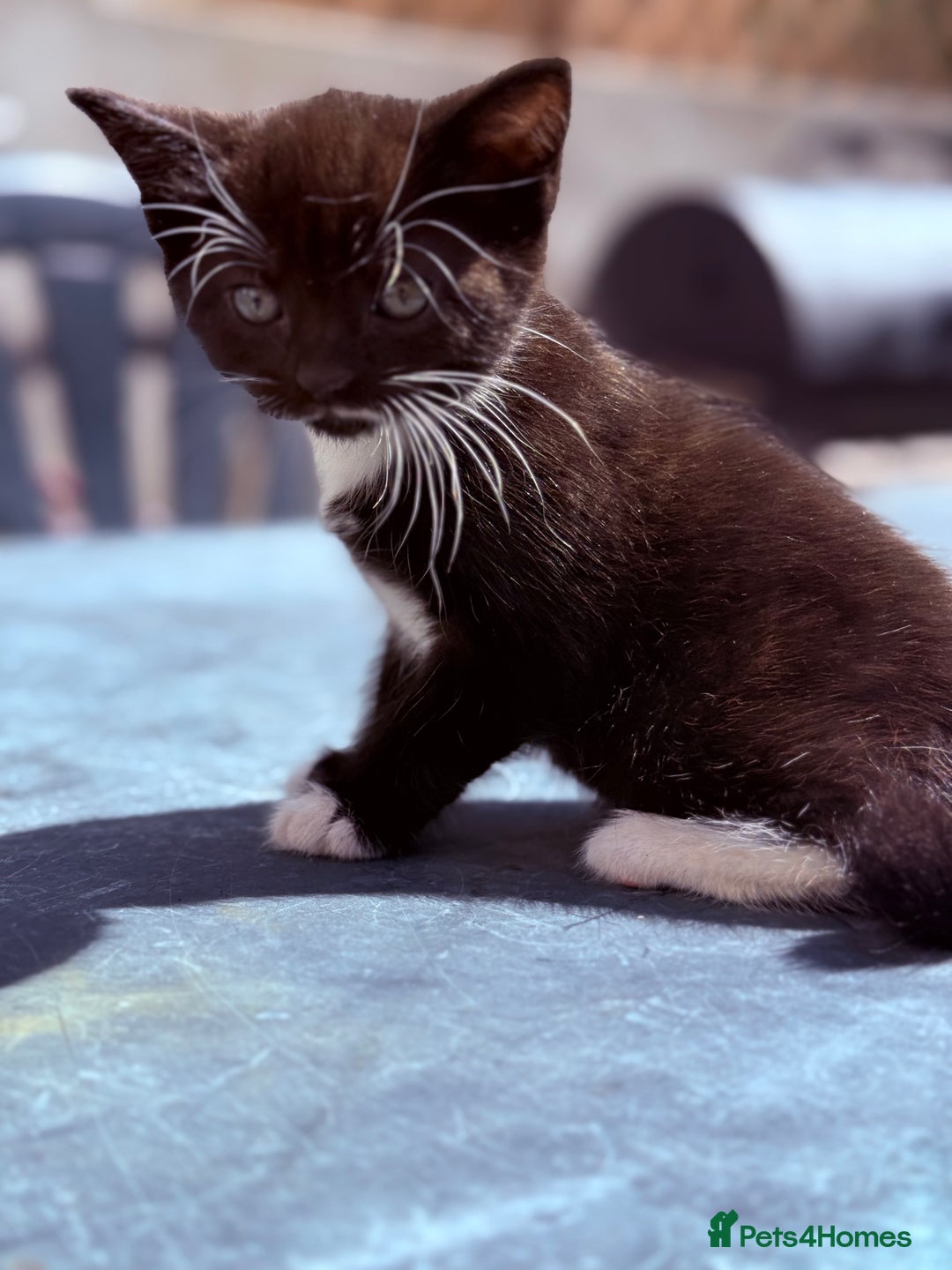Mixed Breed cats for sale: healthy mixed kittens  - Image 9