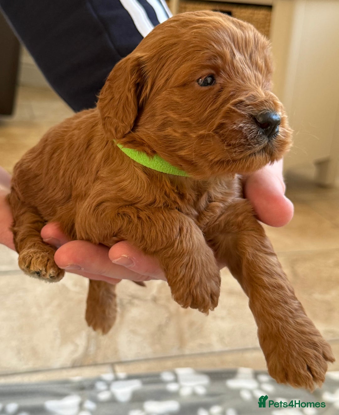 Cockapoo dogs for sale: F1 Toy cockapoo’s - Advert 5