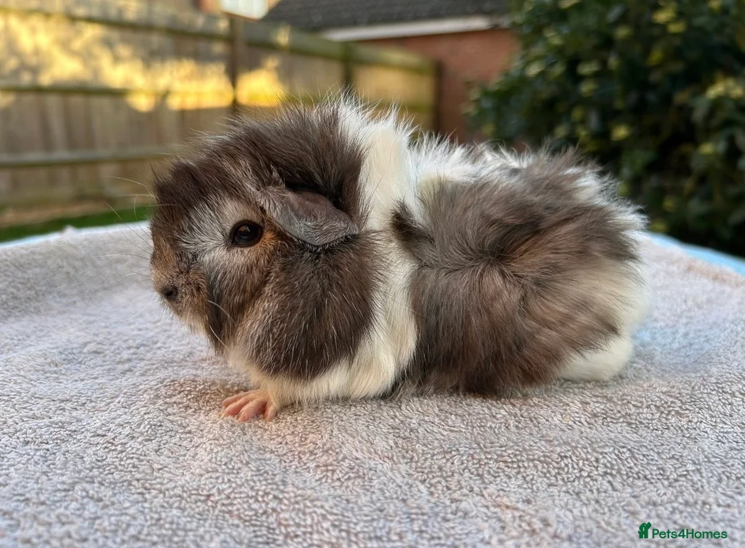 Guinea Pig rodents for sale: Gorgeous Female Guinea Pigs Available - Advert 4
