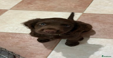 Cocker Spaniel dogs - Advert 7