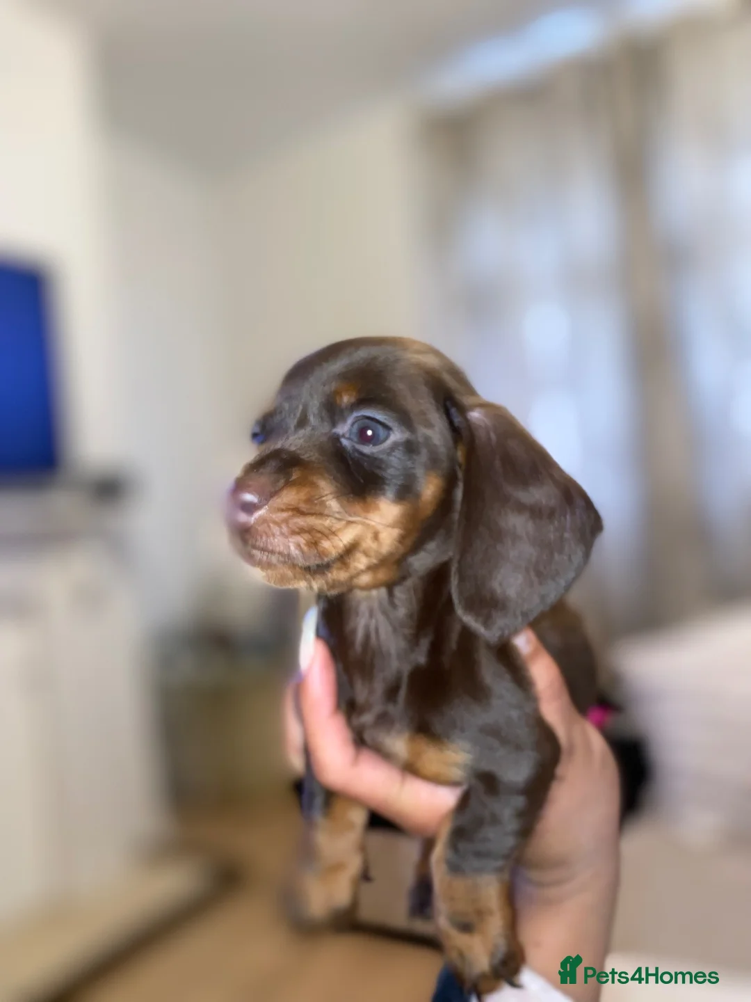 Miniature Dachshund dogs for sale: Tiny miniature dachshund puppies - Advert 2
