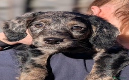 Australian Labradoodle dogs for sale: Ready Now !  Miniature Australian Labradoodles - Image 20