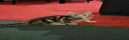 American Shorthair cats for sale: Kittens for sale  - Advert 9