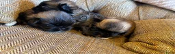 Pekingese dogs for sale: Kc Pekingnese sable Blk mask 3 little girls  - Advert 4