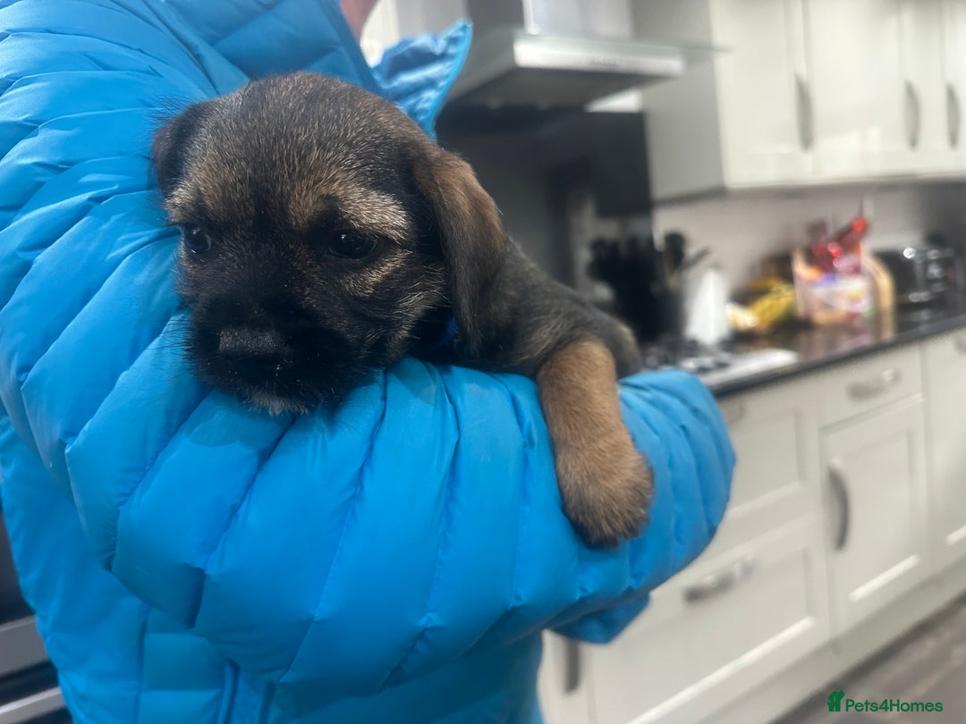 Border Terrier dogs for sale: Border Terrier Pups -Beautiful Pedigree  - Image 4