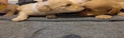 Cockapoo dogs for sale: F1B Cockapoo Puppies | KC Reg. Toy Poodle Dad - Advert 6