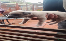 Whippet dogs for sale: Whippet pups  - Image 2