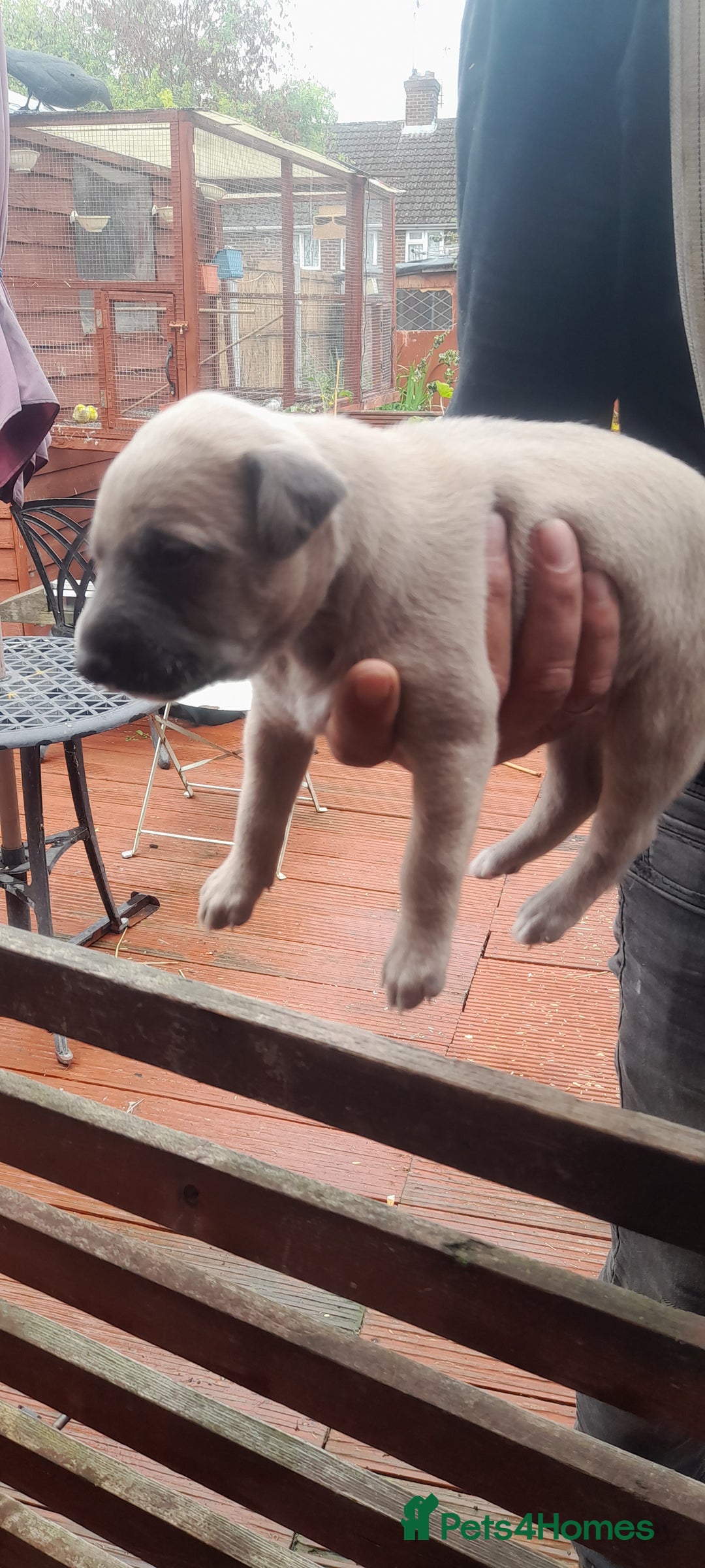 Whippet dogs for sale: Whippet pups  - Image 2