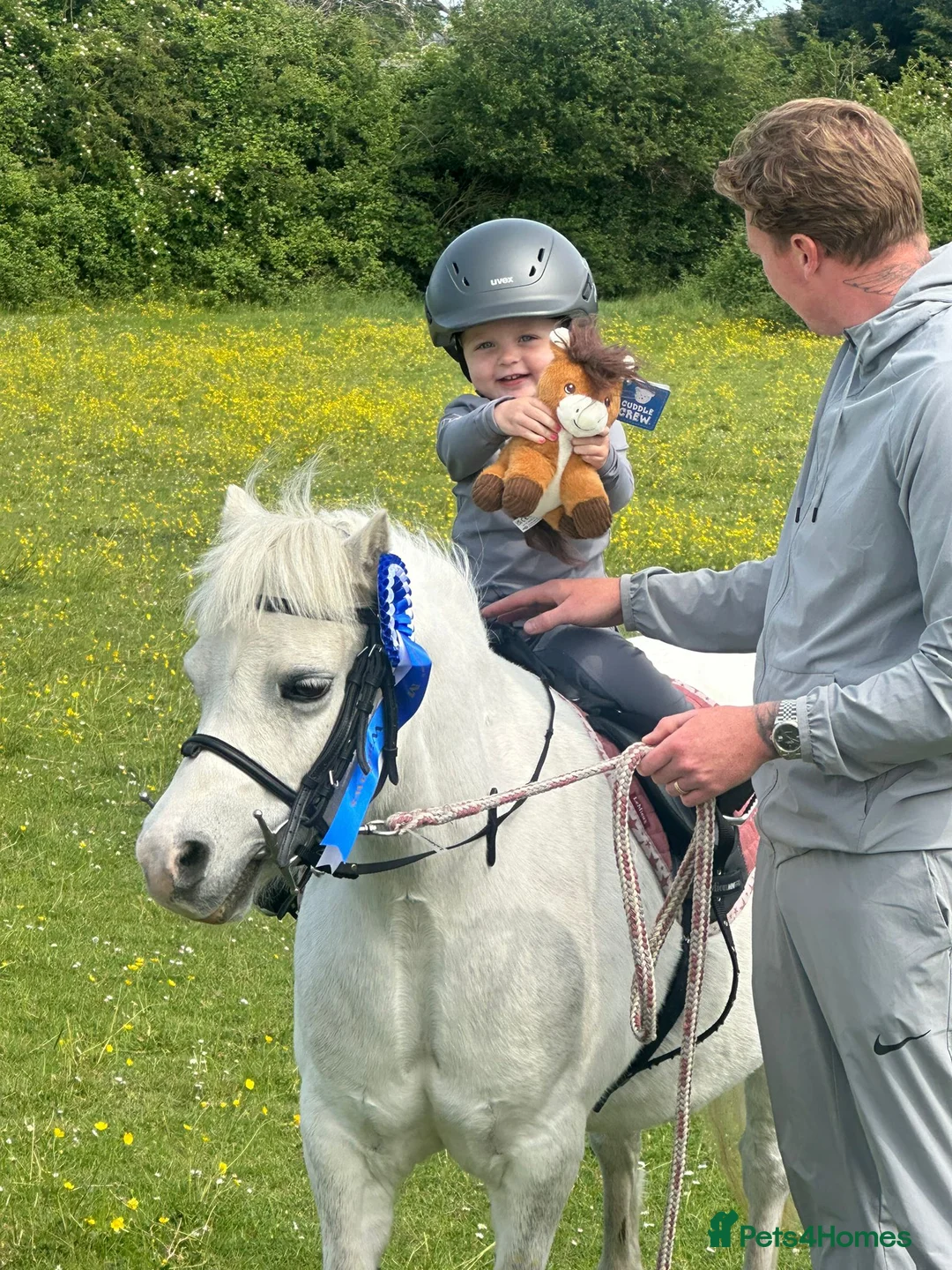 Welsh Section A horses for sale: LEAD REIN PONY  - Advert 1