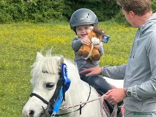 Welsh Section A horses LEAD REIN PONY - Advert 8