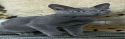 Russian Blue cats for sale: Russian Blue boy , N.London - Advert 10