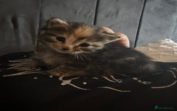 Domestic Shorthair cats for sale: 4 beautiful kittens, 2 boys and 2 girls - Image 9