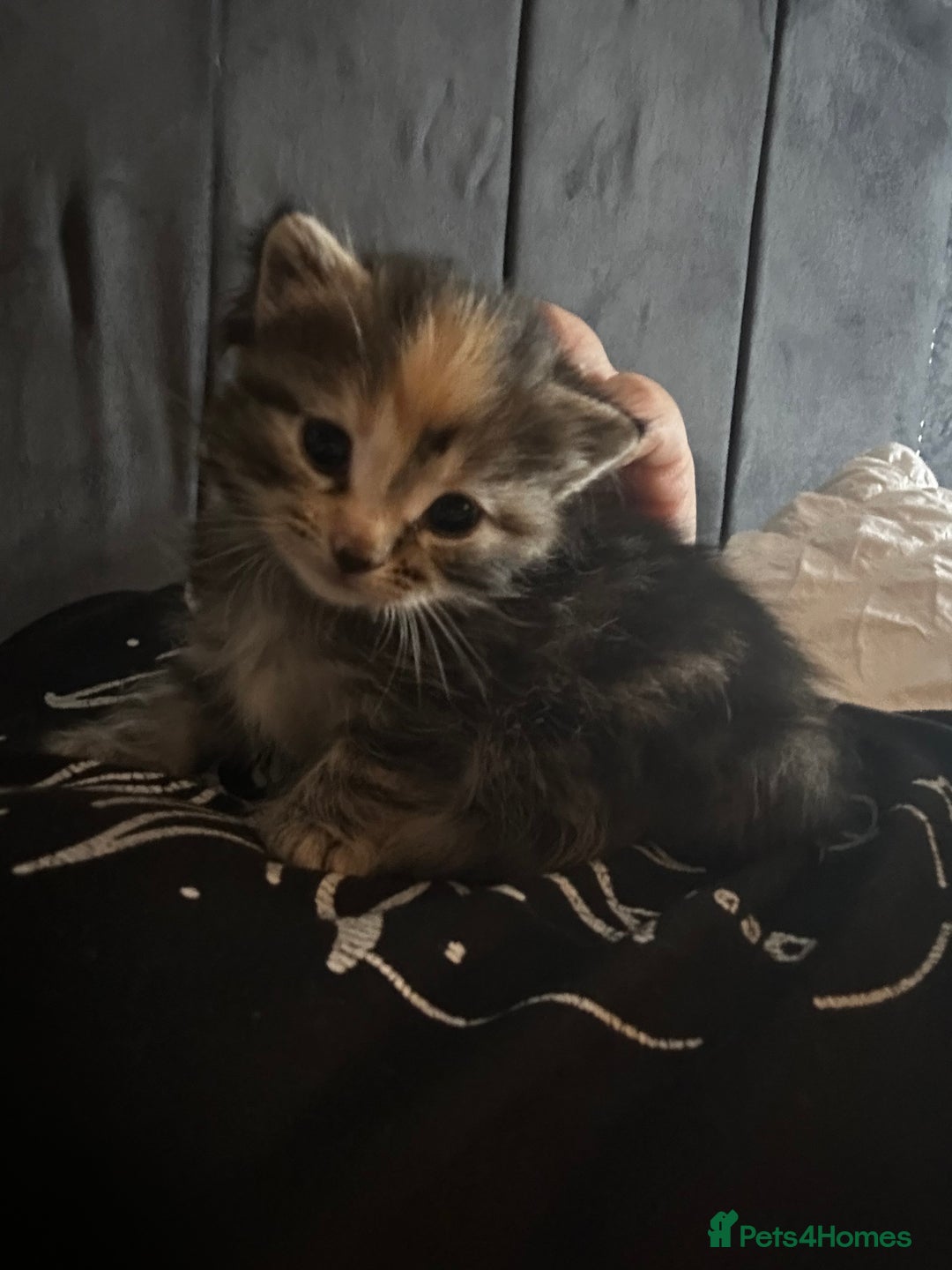 Domestic Shorthair cats for sale: 4 beautiful kittens, 2 boys and 2 girls - Image 9