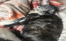 Mixed Breed cats for sale: 5 beautiful kittens ready for a new loving home  - Image 32