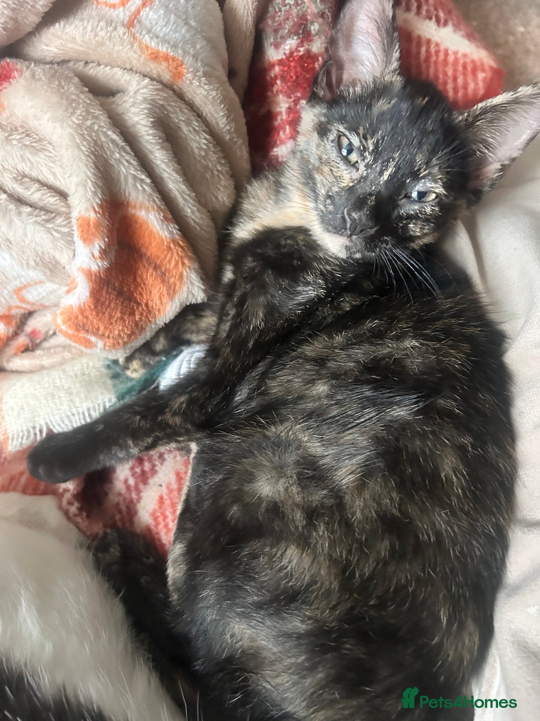 Mixed Breed cats for sale: 5 beautiful kittens ready for a new loving home  - Image 32