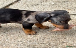 Dachshund dogs for sale: Miniature dachshunds ready now 💗 - Image 4