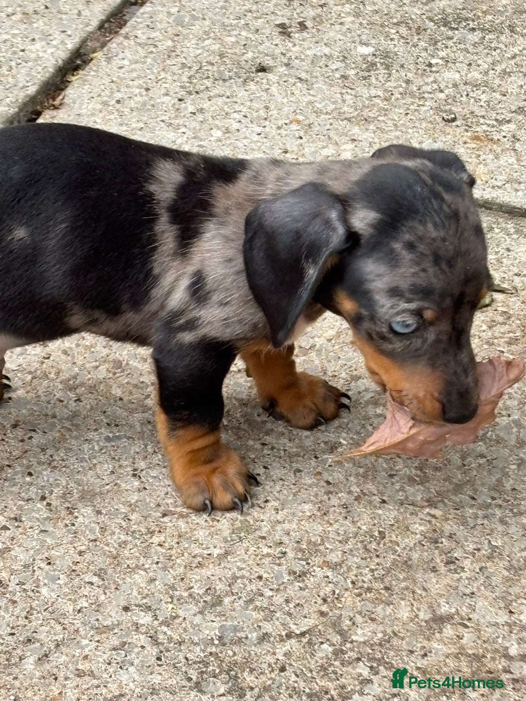Dachshund dogs for sale: Miniature dachshunds ready now 💗 - Image 4
