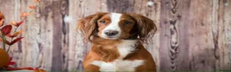 Cockerdor dogs for sale: Gorgeous Litter of Cockerdors in Alton - Advert 3