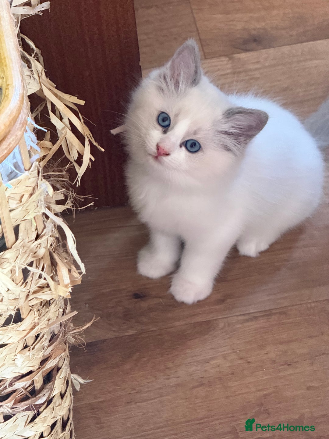 Ragdoll cats for sale: Registered Ragdoll kittens - Advert 3