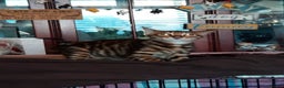 Toyger cats for sale: TWO STUNNING WILD LOOKING TOYGER CUBS - Advert 6