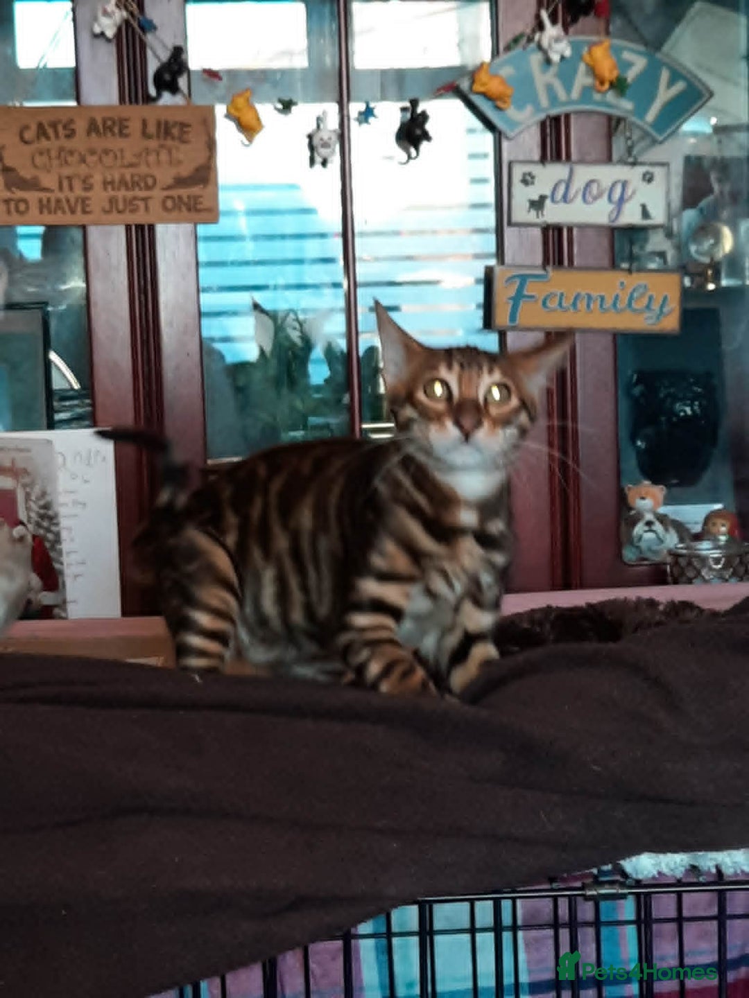Toyger cats for sale: TWO STUNNING WILD LOOKING TOYGER CUBS - Advert 6