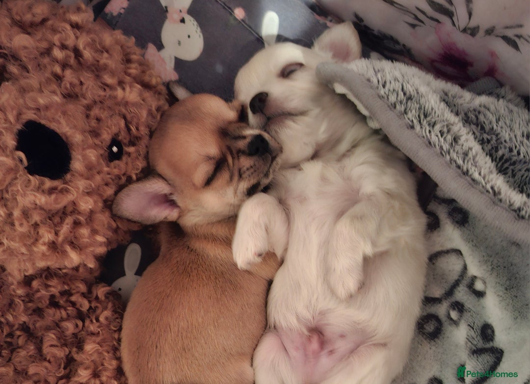 Chihuahua dogs for sale: Gorgeous Chihuahua puppies ❤️👑❤️ Bristol  - Advert 18