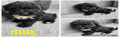 Yorkiepoo 4