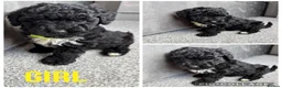 Yorkiepoo dogs for sale: 5 stunning yorkiepoo puppies  in Cambridge - Advert 8