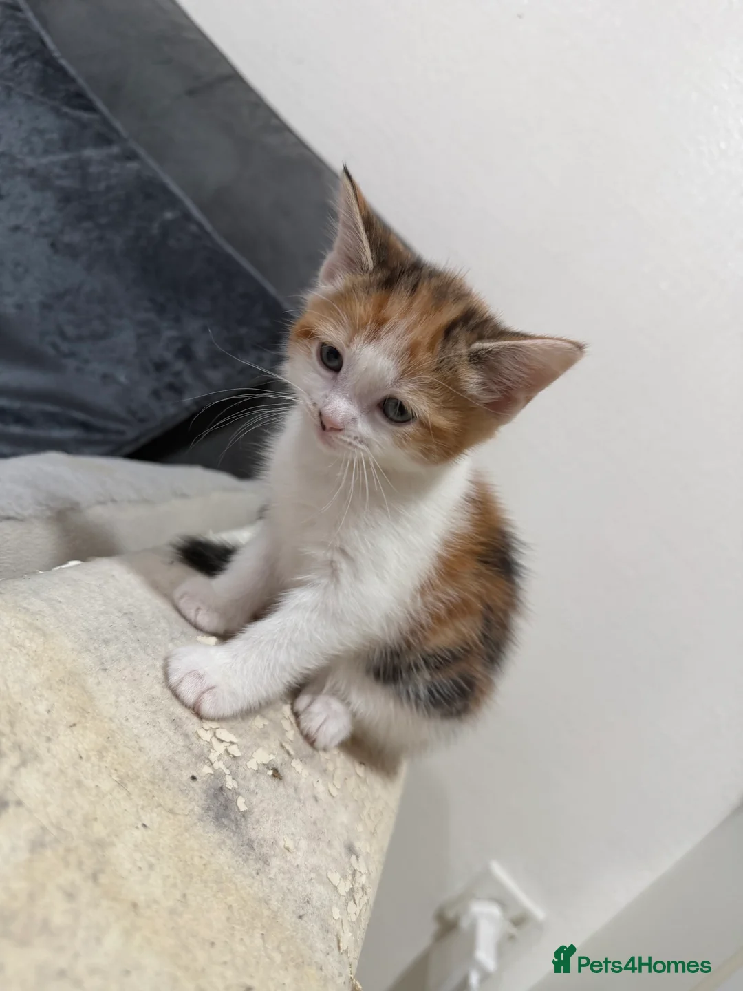 American Wirehair cats for sale: 3 beautiful American wire hair x tabby - Advert 2