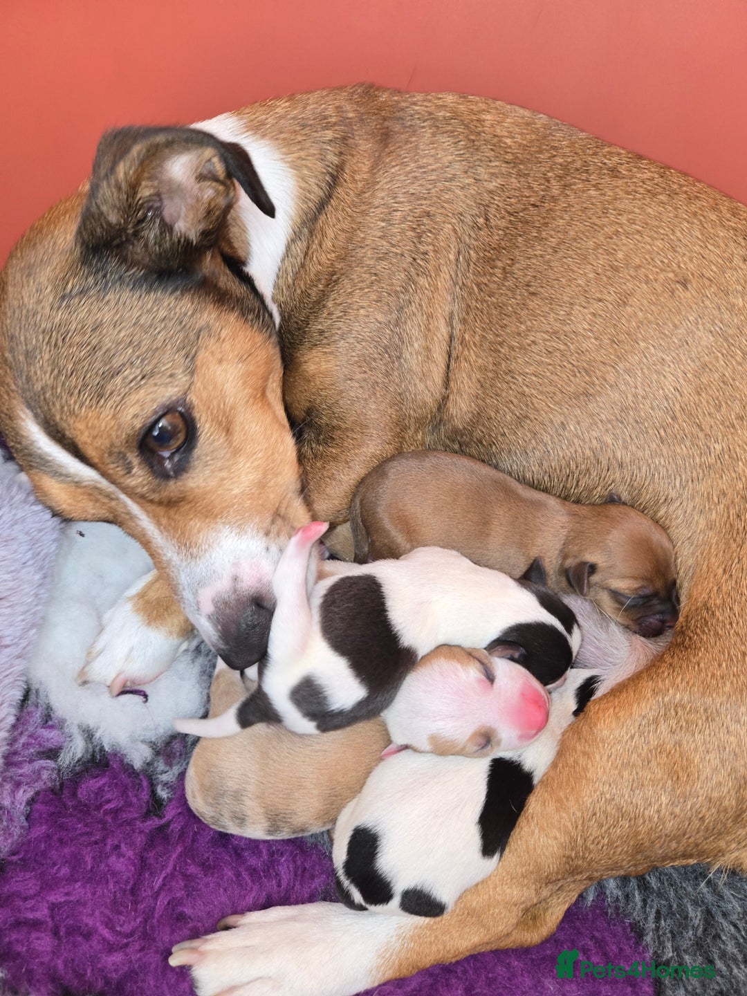 Jack Russell dogs for sale: Jack Russell puppies  - Advert 1