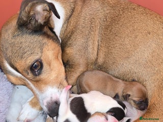 Jack Russell dogs Jack Russell puppies - Advert 4