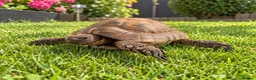 Tortoise reptiles for sale: Extremely rare golden Greek tortoise  - Advert 2