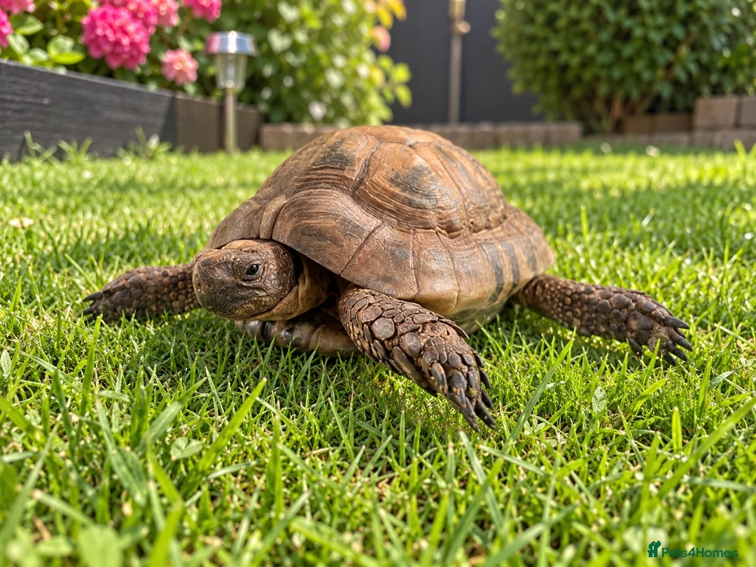 Tortoise reptiles for sale: Extremely rare golden Greek tortoise  - Advert 2