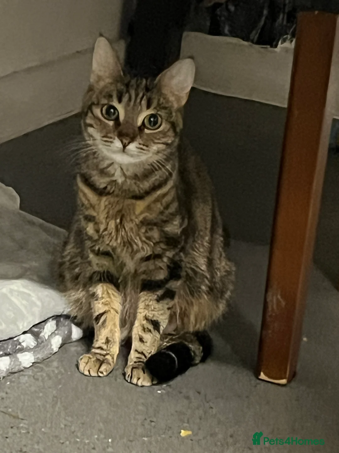 Mixed Breed cats for sale: Stunning Blue Eyed Tabby & Bengal Female Kitten - Advert 8