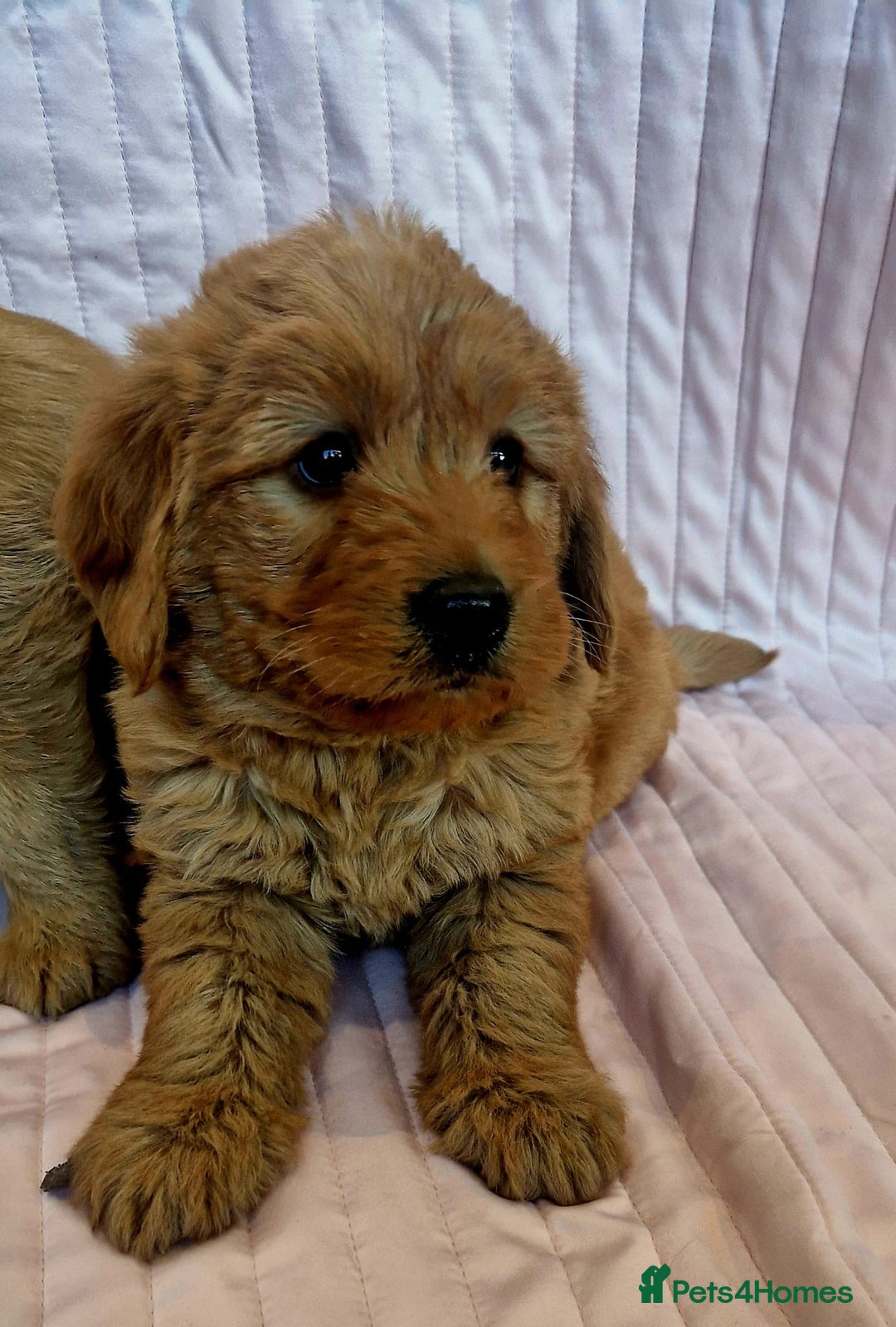 Labradoodle dogs for sale: Beautiful F1 Labradoodles - Advert 11