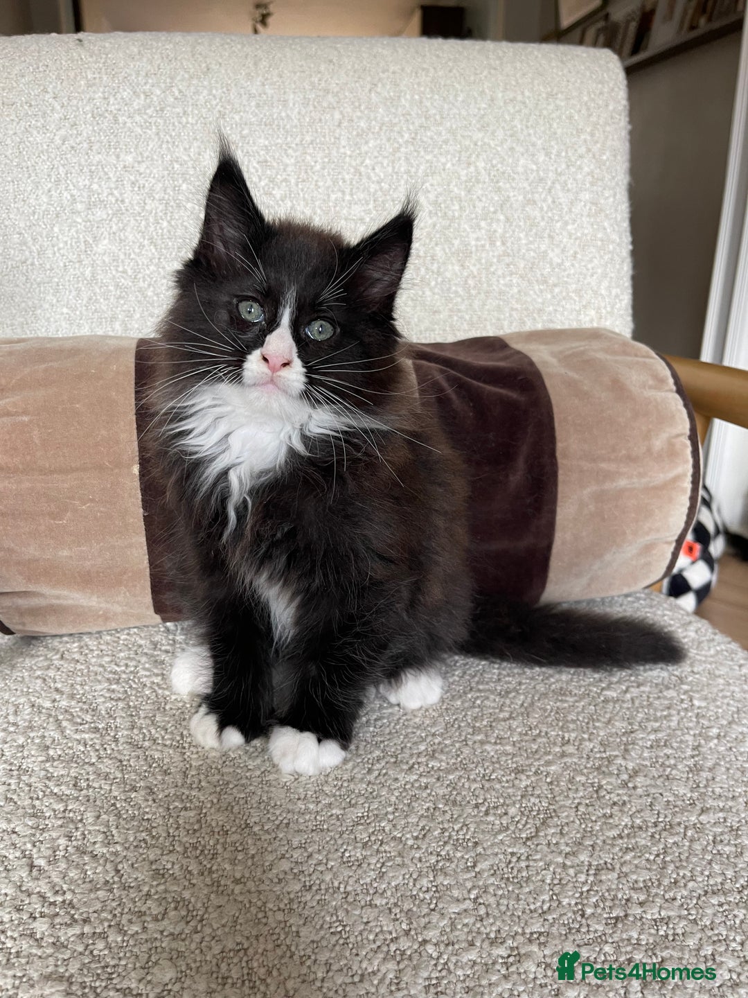 Maine Coon cats for sale: Mainecoons  - Image 7