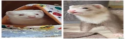 Ferret rodents for sale: 2 x ferrets and hutch food etc - Advert 1