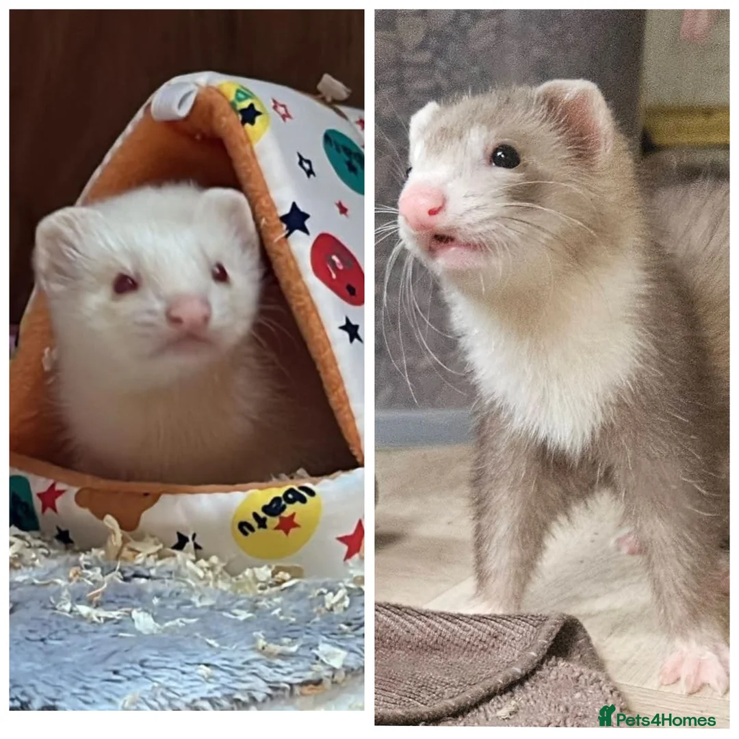 Ferret rodents for sale: 2 x ferrets and hutch food etc - Advert 1