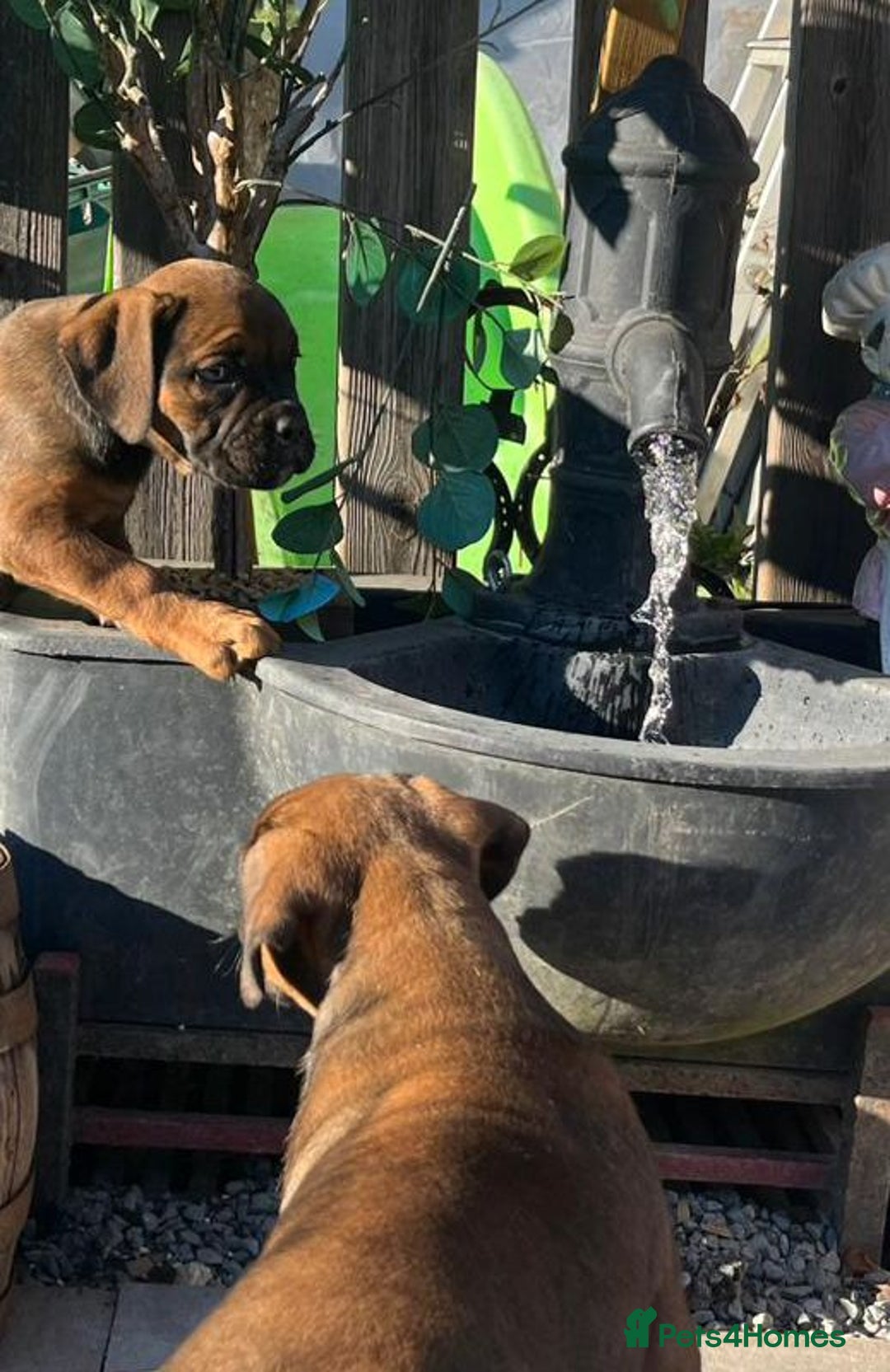 Olde English Bulldogge dogs for sale: Beautiful olde English bulldog pups - Image 2