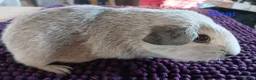 Guinea Pig rodents for sale: Silver and white Rex bred Boar and Sows - Advert 3