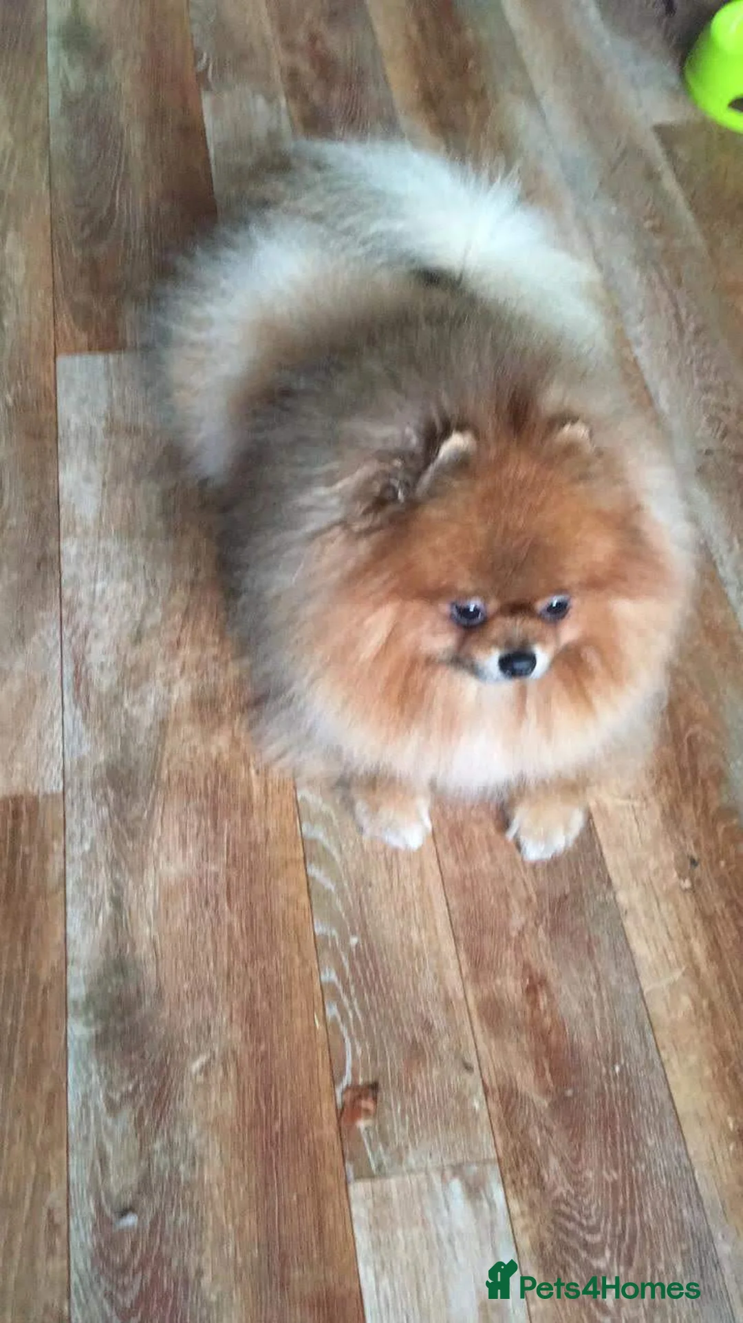 Pomeranian dogs for sale: Ready to go Excellent Pomeranian - Advert 38