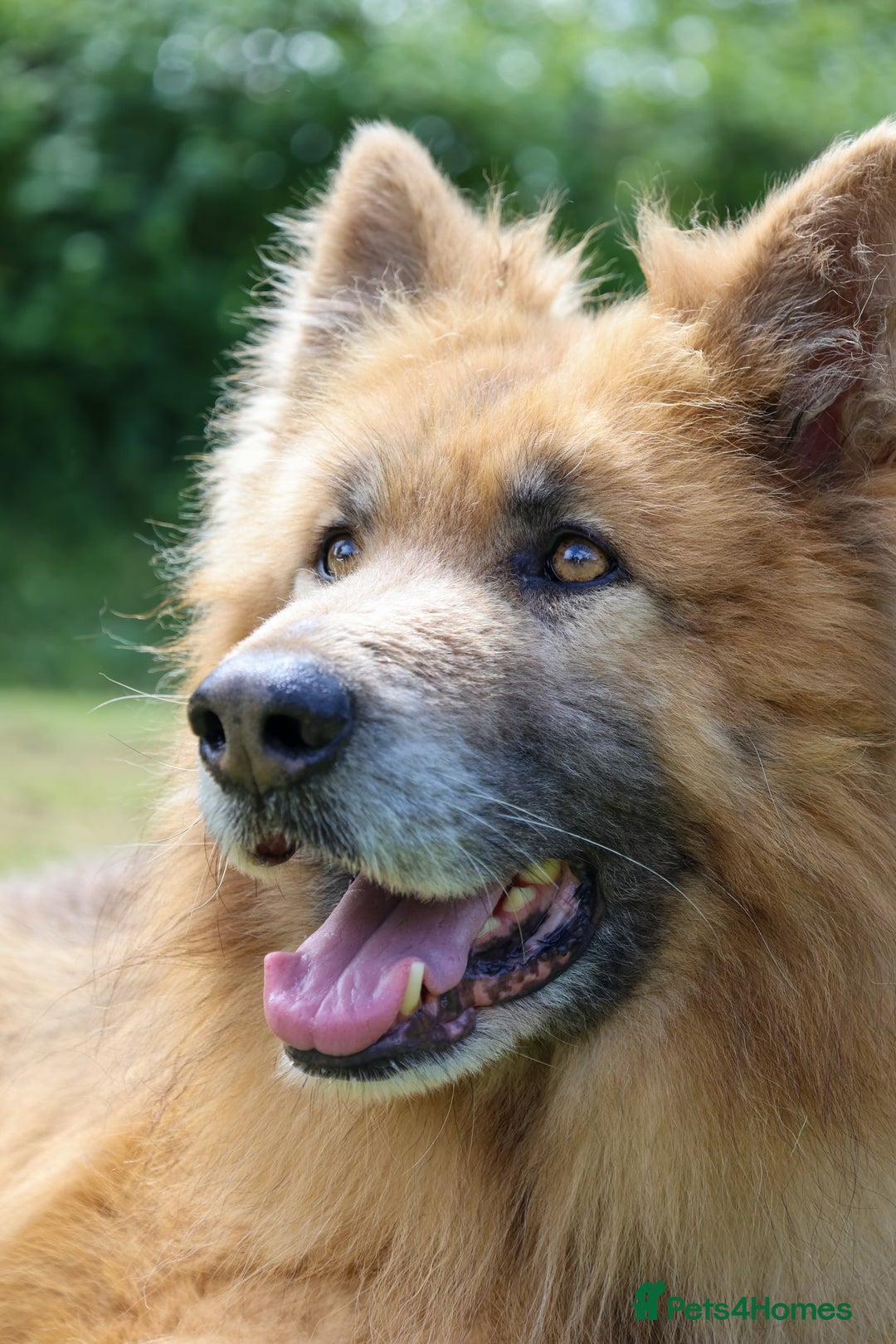 German Shepherd dogs for sale: ❤️KC health tested unique gsd babies 🩷 - Image 24