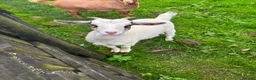 Goats livestock for sale: Trio of goats  - Advert 2