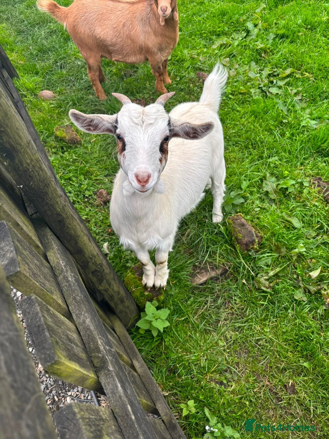 Goats livestock for sale: Trio of goats  - Advert 2