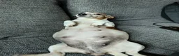 Jack Russell dogs for sale: Gorgeous miniature Jack Russell puppies  in Larkhall - Advert 1