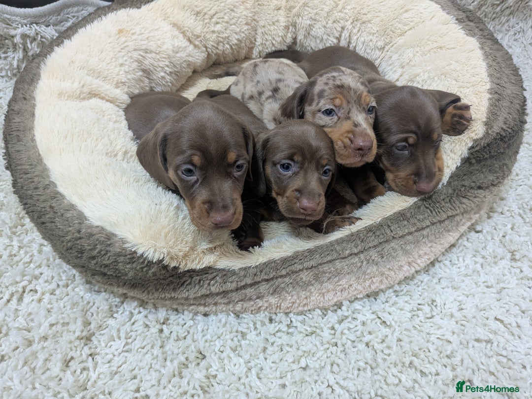 Dachshund dogs for sale: miniature dachshund puppies - Image 5